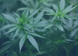 Die besten Cannabis Aktien für 2020