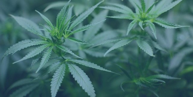 Die besten Cannabis Aktien für 2020